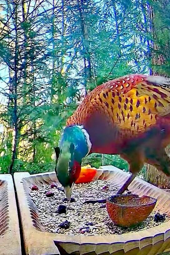 livebirdspoland_438cdd340c011d1a05b650a96d436b81.jpg