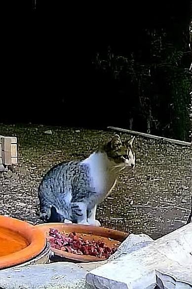 livebirdspoland_48fcfb650ad404f38480fc486efc27b7.jpg
