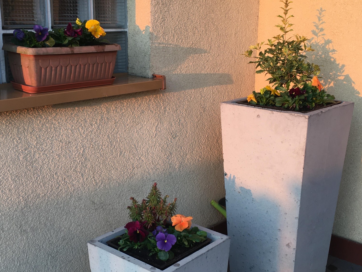 livebirdspoland_3bf939b10443b8155dcb4cfe03c5f825.jpg