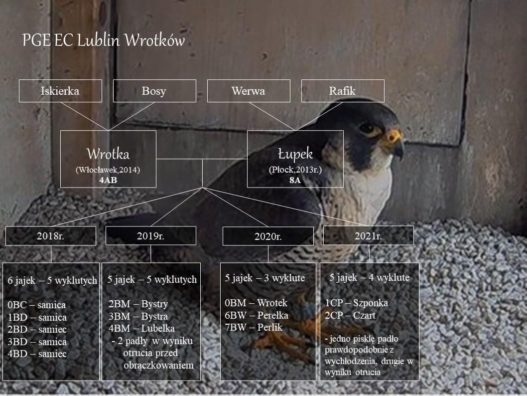 livebirdspoland_f7cf5c61ef444a8c48a02abeeae79c4a.jpg
