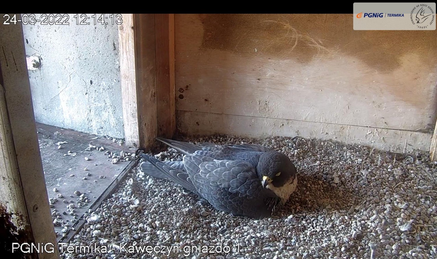 livebirdspoland_6a90ff1cb987e289348f5d703fc92045.jpg