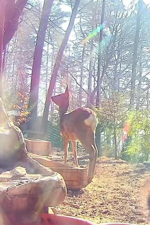livebirdspoland_7b2e3333bdab21c1b980195c9f410a83.jpg