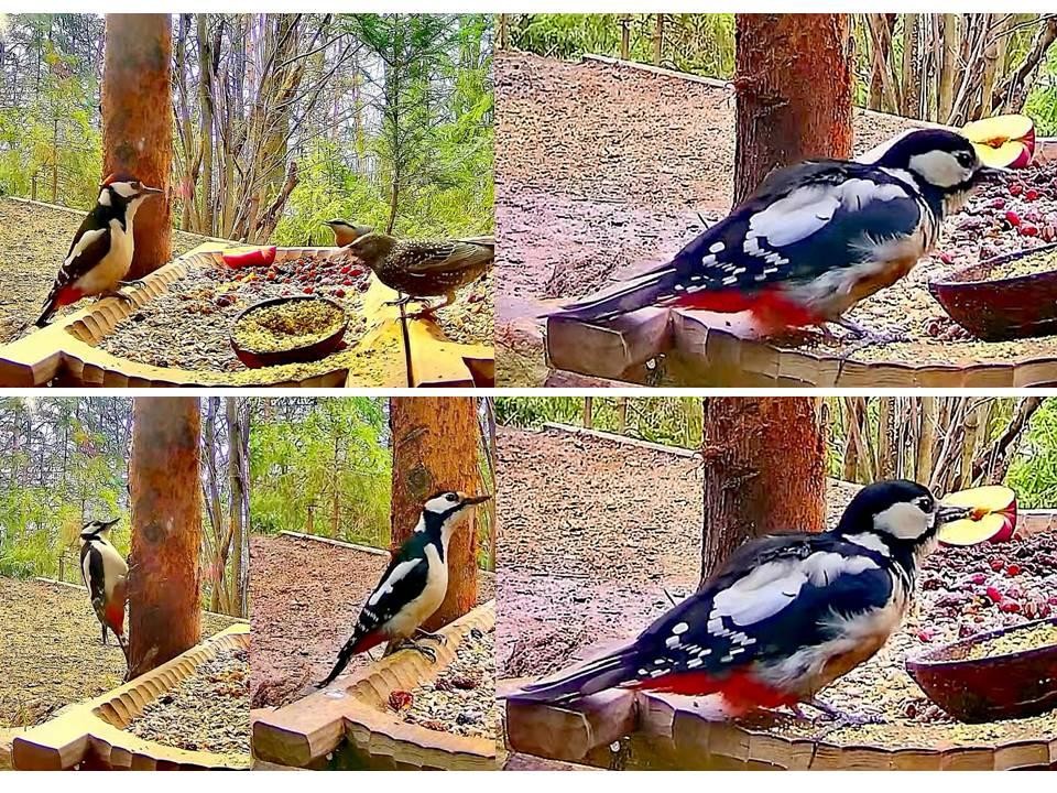 livebirdspoland_9ac05b018e9af6439666da8b5a4de3c0.jpg