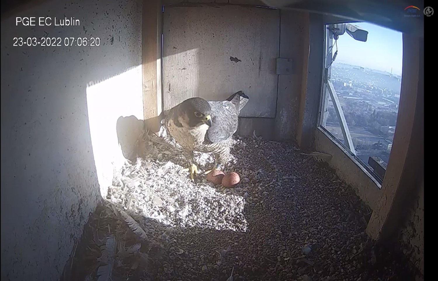 livebirdspoland_d8720818bf327b4606366e3759f913d9.jpg
