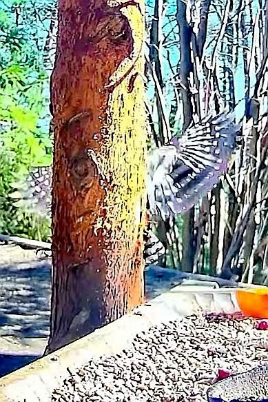 livebirdspoland_552ecdb6f75c7c2380f814f1c5f6328d.jpg