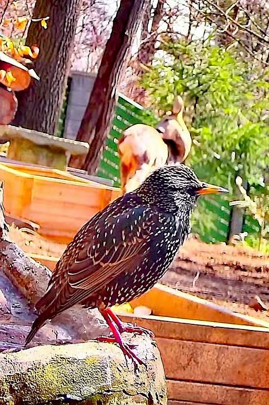 livebirdspoland_7e9c400934c06d55be90a27381a4e02a.jpg