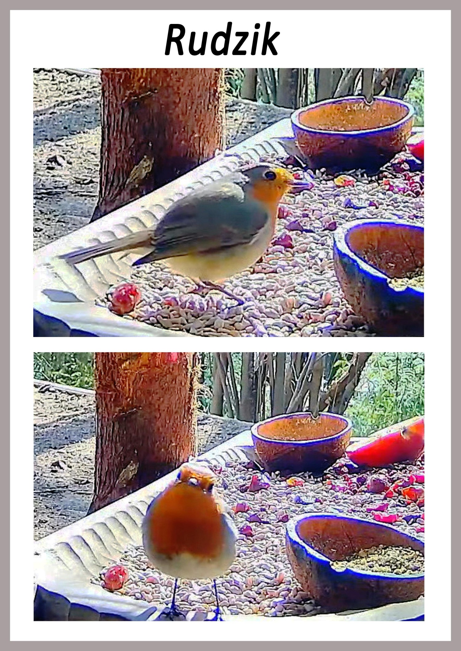 livebirdspoland_3754af15a01a724d17546124829c9635.jpg