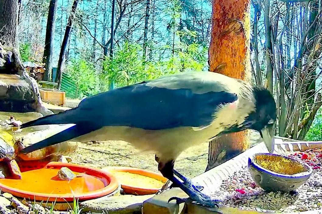 livebirdspoland_15cb88afbb11ba59eeeb4107c7725d46.jpg