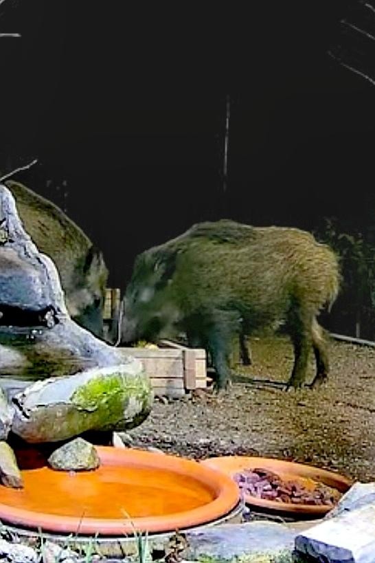 livebirdspoland_af973d8ca1d028c7f66810a491a7660f.jpg