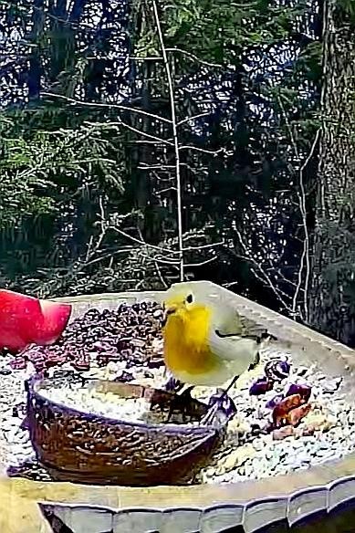 livebirdspoland_0ca3884ff015049ef0f2f2b307379260.jpg