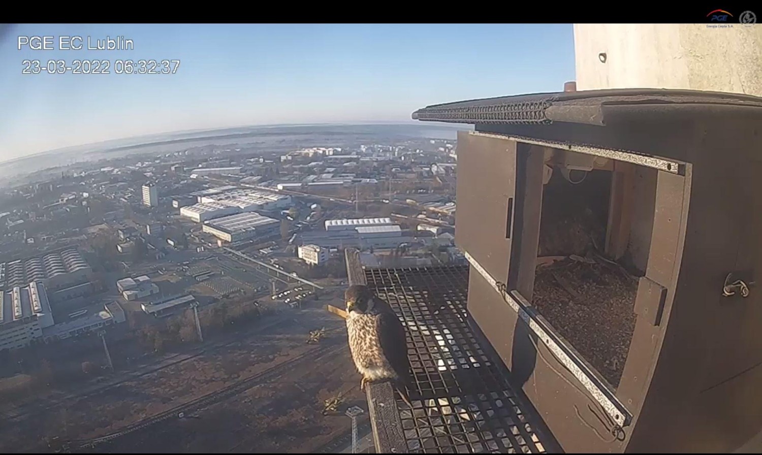 livebirdspoland_2c22f2f3699452c9901417930b650c8f.jpg
