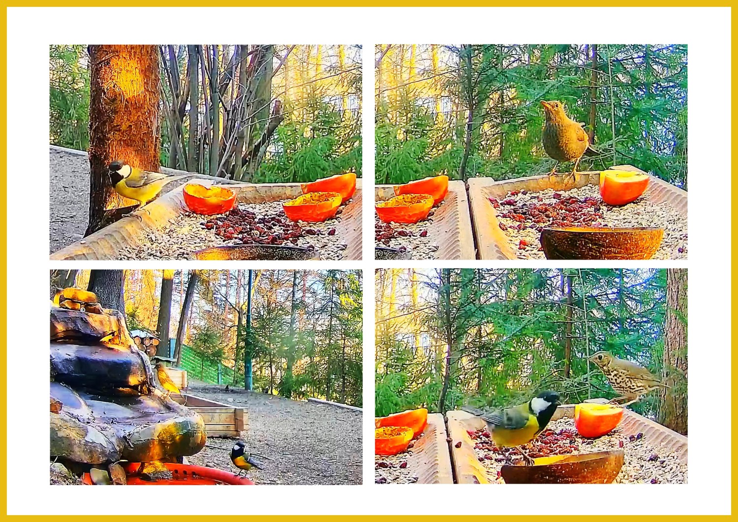 livebirdspoland_24a4471a37585c2cd571756a54a2951b.jpg