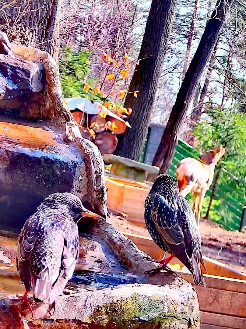 livebirdspoland_2b0a404e7c5693962caa0e4b85b175a9.jpg