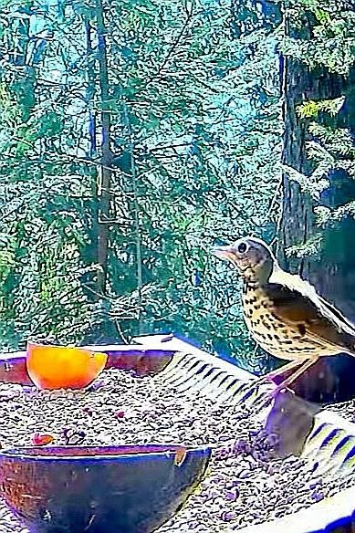 livebirdspoland_c707283beb53ed53a3b27d4007274847.jpg
