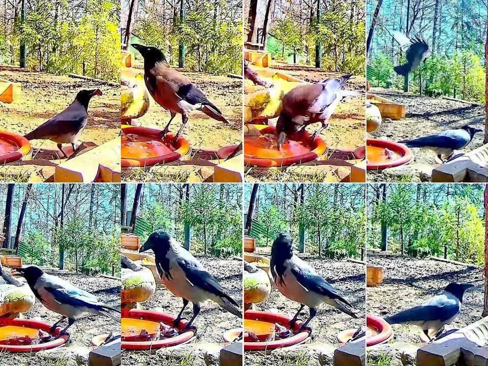 livebirdspoland_845042ef61bdf3c1e7f567dc99983fcd.jpg