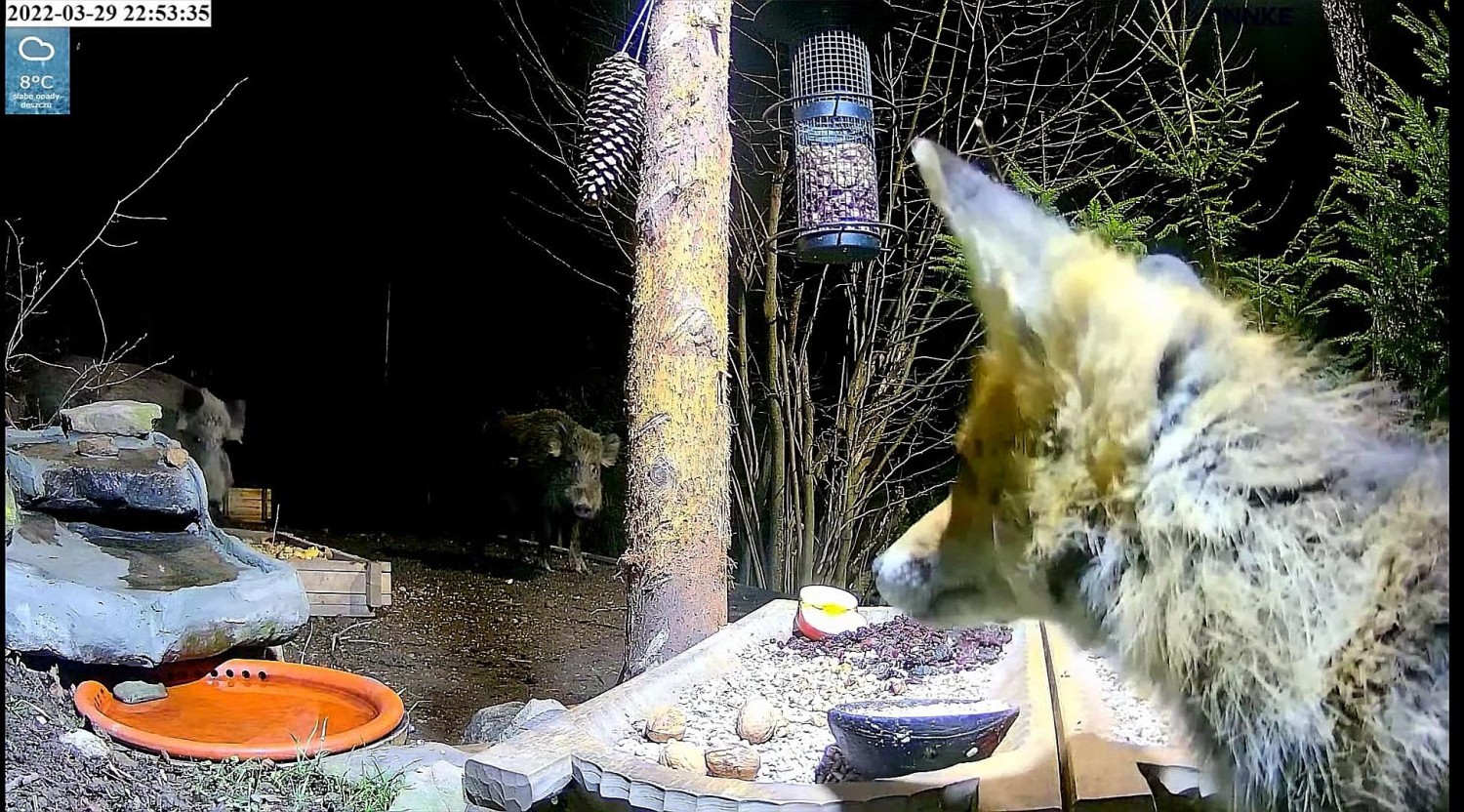 livebirdspoland_06e5b1bbe85d7cb7c355c87978ec4215.jpg