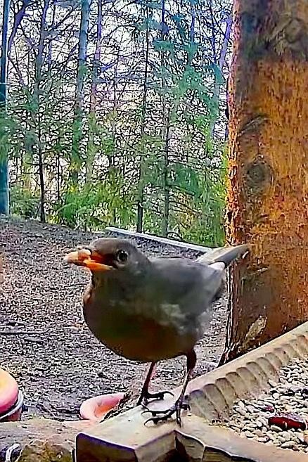 livebirdspoland_84400ec0ae4e02aa25803b712462101d.jpg