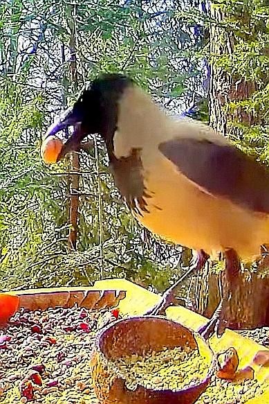 livebirdspoland_9787c297de3ad749028069b54a9bdded.jpg