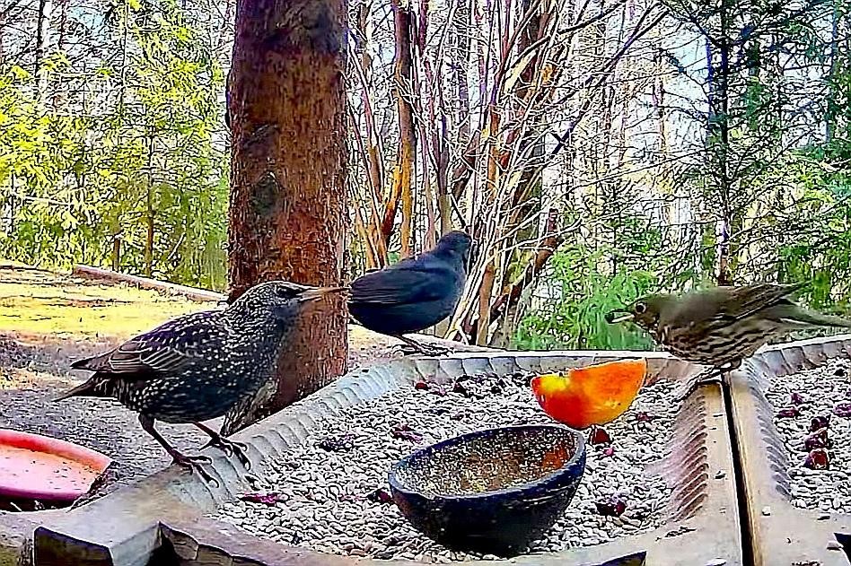 livebirdspoland_878815284930a0f7a635240939390387.jpg