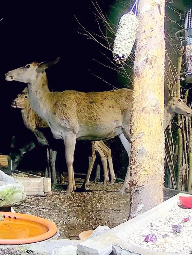 livebirdspoland_2157203e39e63d8f22a4b8ceb5d642fa.jpg