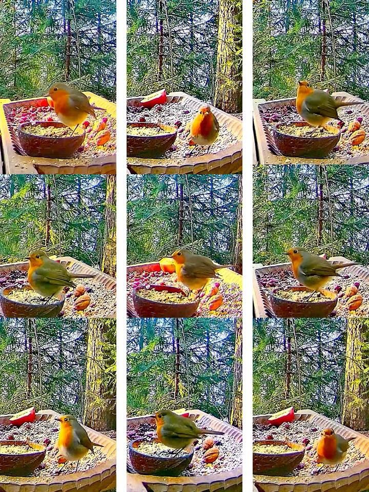 livebirdspoland_4e43c6e9f8626c4ecd4e9ef85fd74b46.jpg
