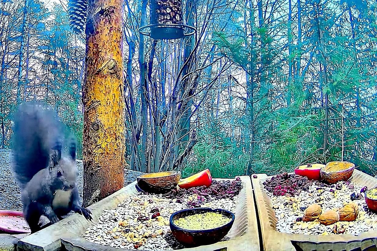 livebirdspoland_ddaa8c864bf0233f73b77c044bacd70a.jpg