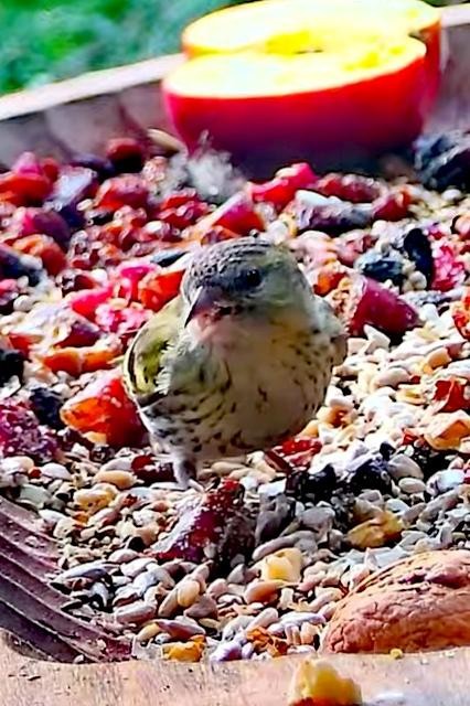 livebirdspoland_e8cbea6446b1adcceb6f76b1e095a25d.jpg