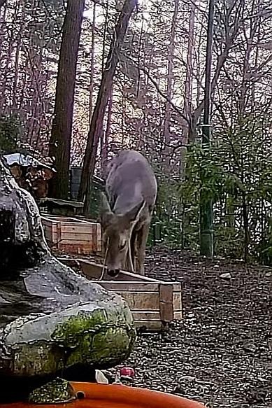 livebirdspoland_95c1b1f3560e539bc2df38acfa041129.jpg
