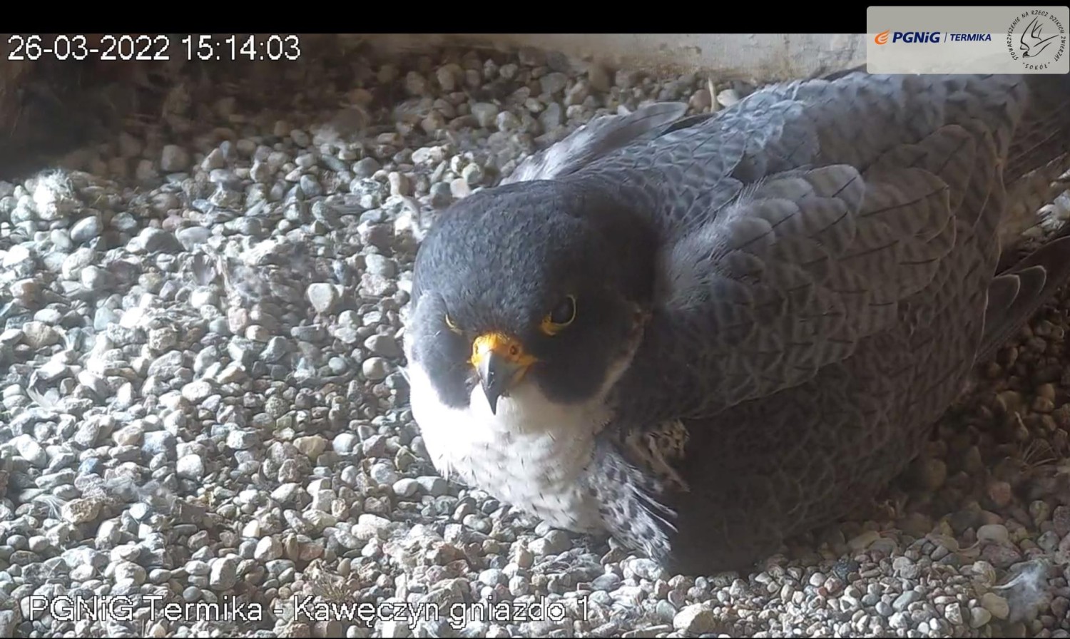 livebirdspoland_a7075bae8135386c58c05d42aa566663.jpg