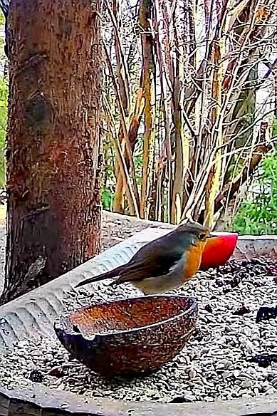 livebirdspoland_c1409990dda4ea82356502157276fab2.jpg