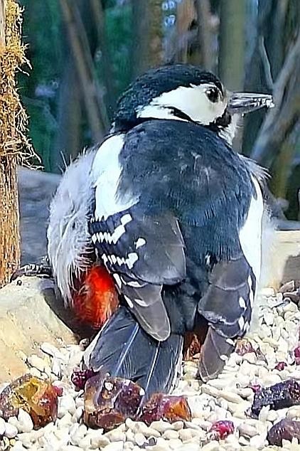 livebirdspoland_491fe1c6d0d9db62240ca235c67caa6a.jpg