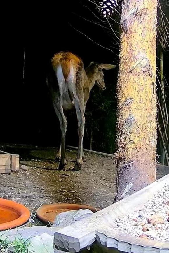 livebirdspoland_74e7b82a4b8e43e512bfe035432e29f8.jpg