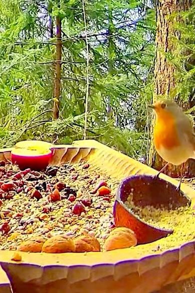 livebirdspoland_d460c65c054af76739d8f070ddf23a10.jpg