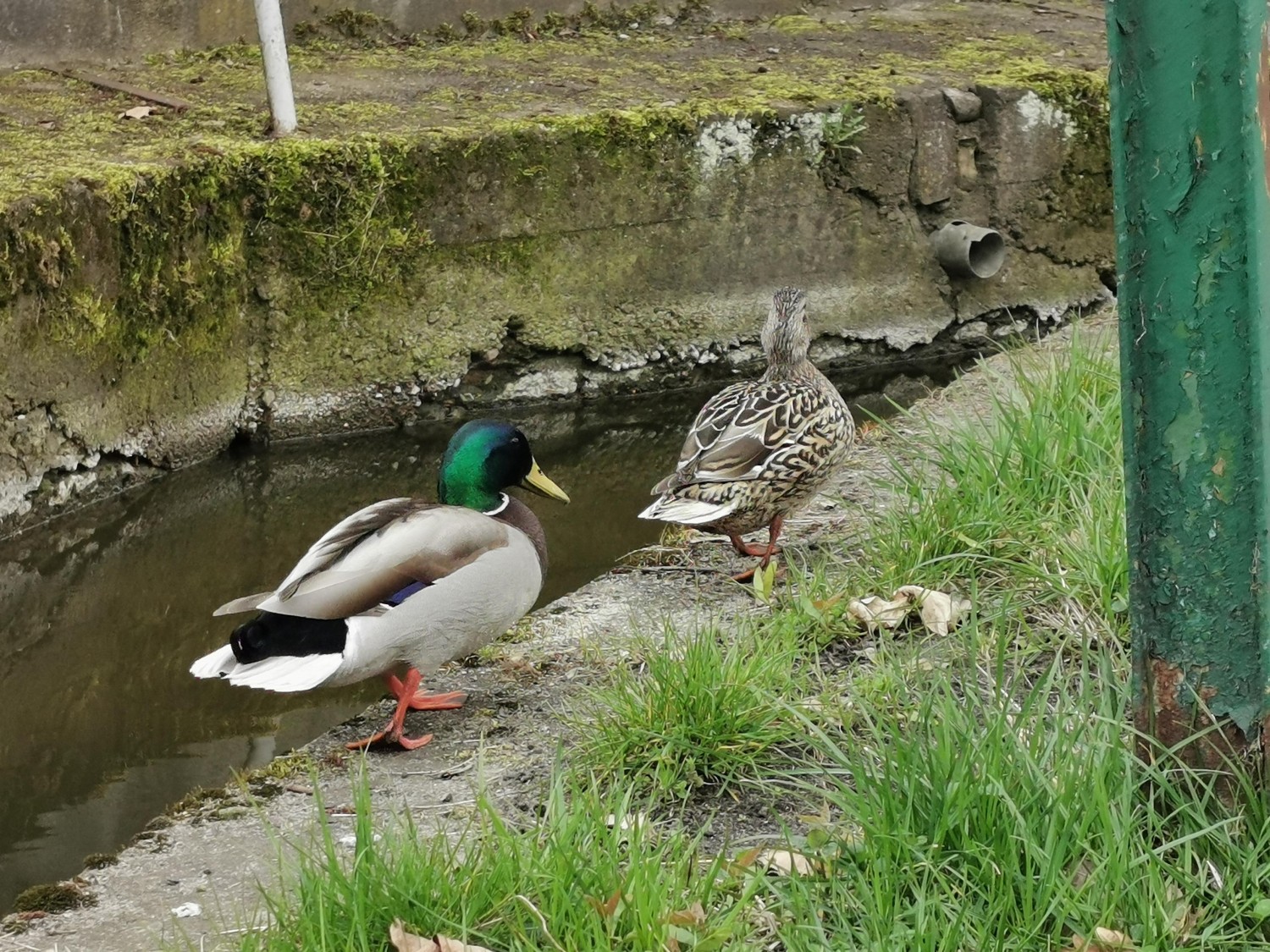 livebirdspoland_a88a2f9ca287878a837c411ef8d1c8fb.jpg