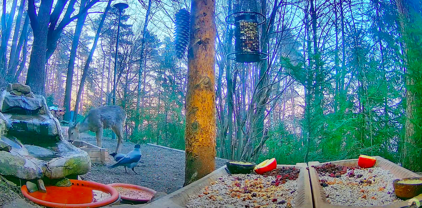 livebirdspoland_8c1d18fe95d20ad2f7f786fe0fd1c39b.png
