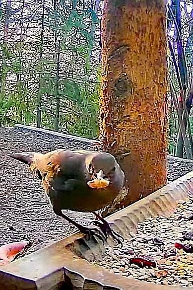 livebirdspoland_365c4bafe48a7db30c3c4d304b4a0899.jpg