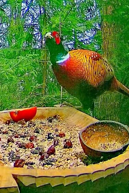 livebirdspoland_1d92e697921b27afdc1955811dde00cf.jpg