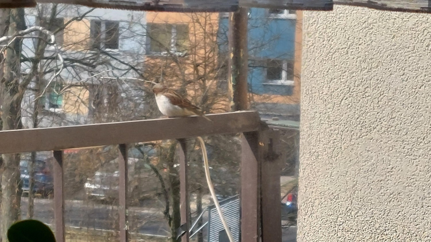 livebirdspoland_d69df9e7093ecea3442fd8aba142c91a.jpg