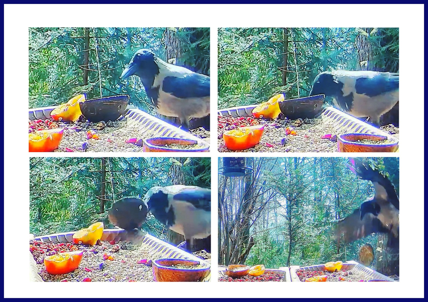 livebirdspoland_4096987b724e6443f74ba05d34bf580b.jpg