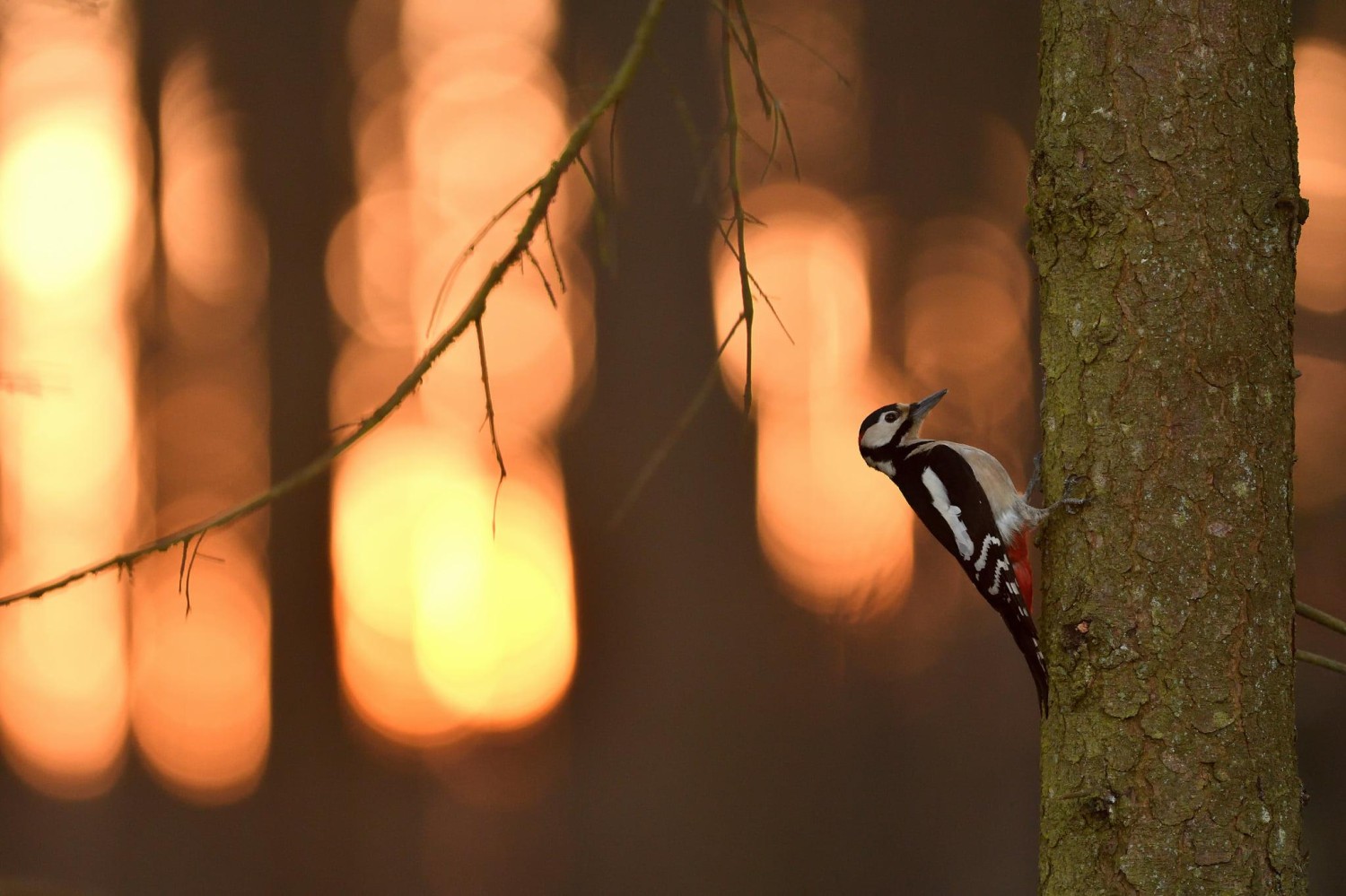 livebirdspoland_95cba868cb221013a3d63300a8b7da8c.jpg