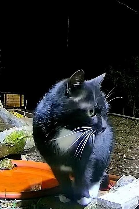 livebirdspoland_ea9987b9488e98342de0504f398f5e8b.jpg