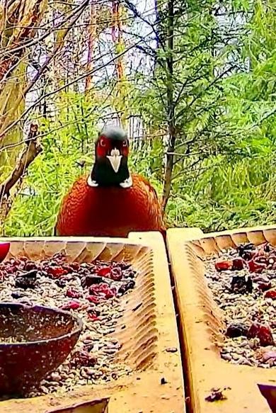livebirdspoland_977b29686011f31f825955557d3d54da.jpg