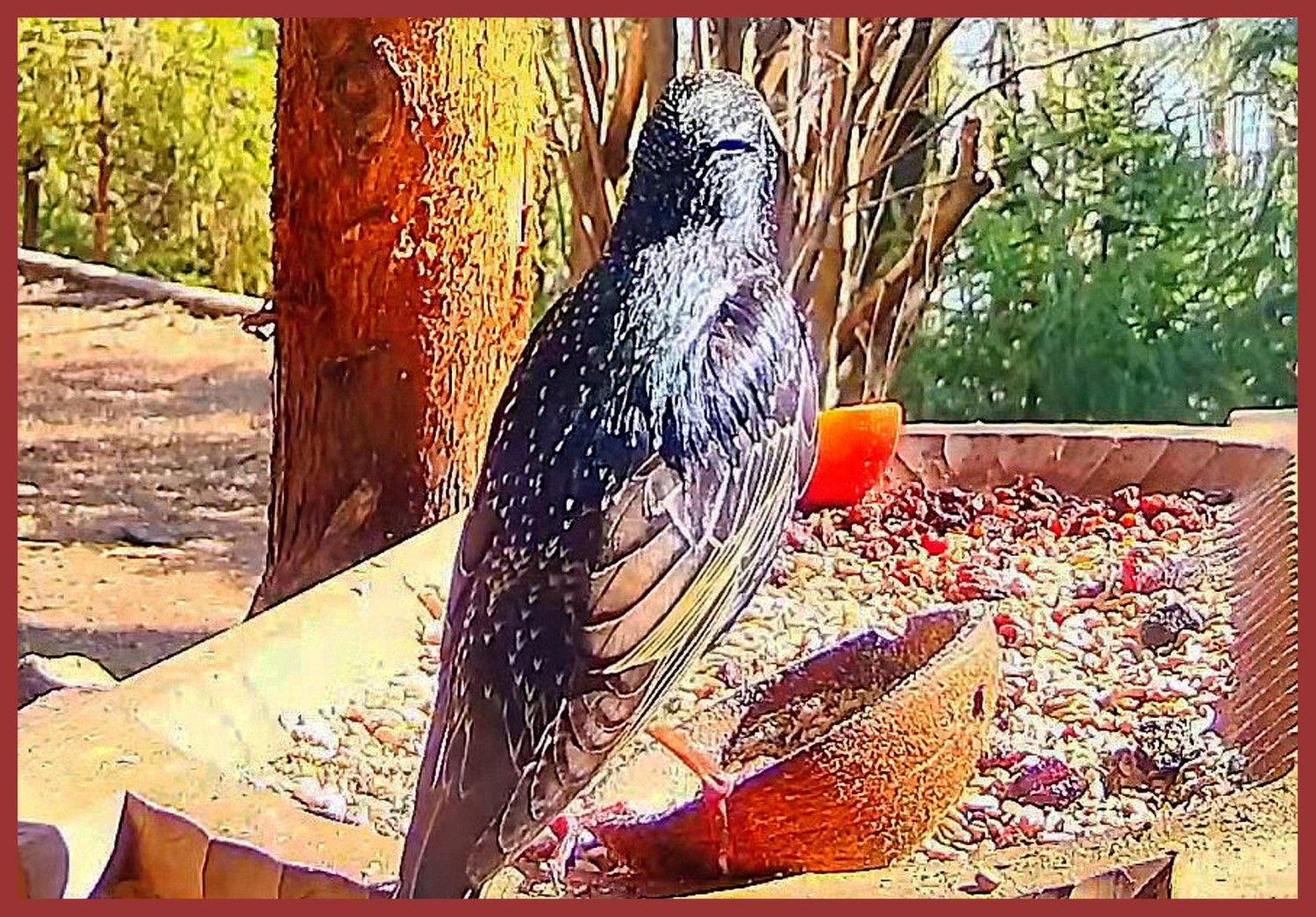 livebirdspoland_0cf4f83749fc518ad2240c4eb18dff96.jpg