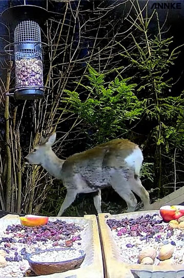 livebirdspoland_80ff9f8c5bcbb357ab7da33e8739899a.jpg