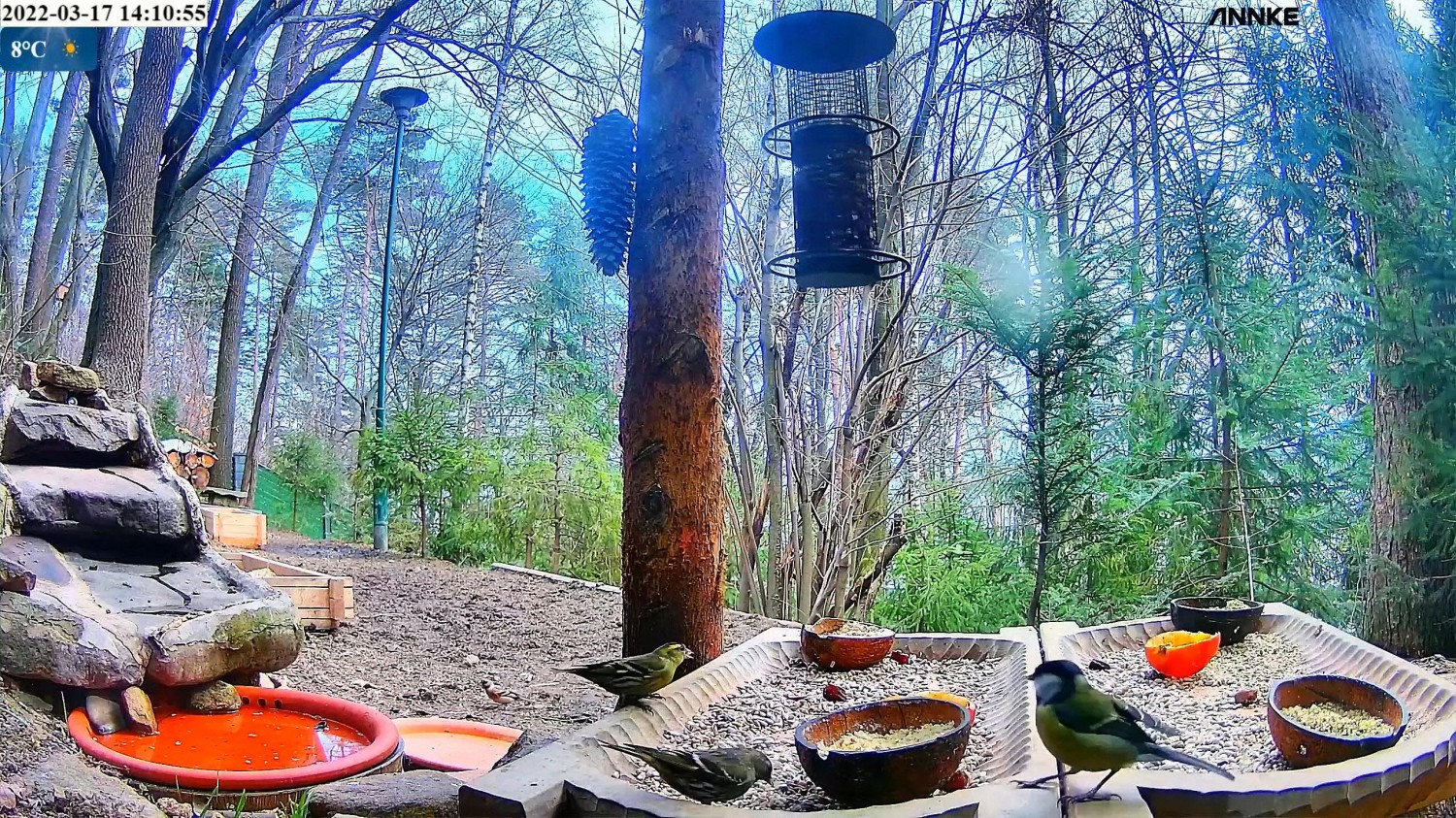 livebirdspoland_37b1241d4eb84168aa6b42e9422d17d7.jpg