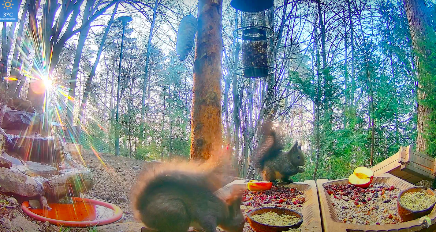 livebirdspoland_b4bd5509426c88fd89d296d228e4193d.png
