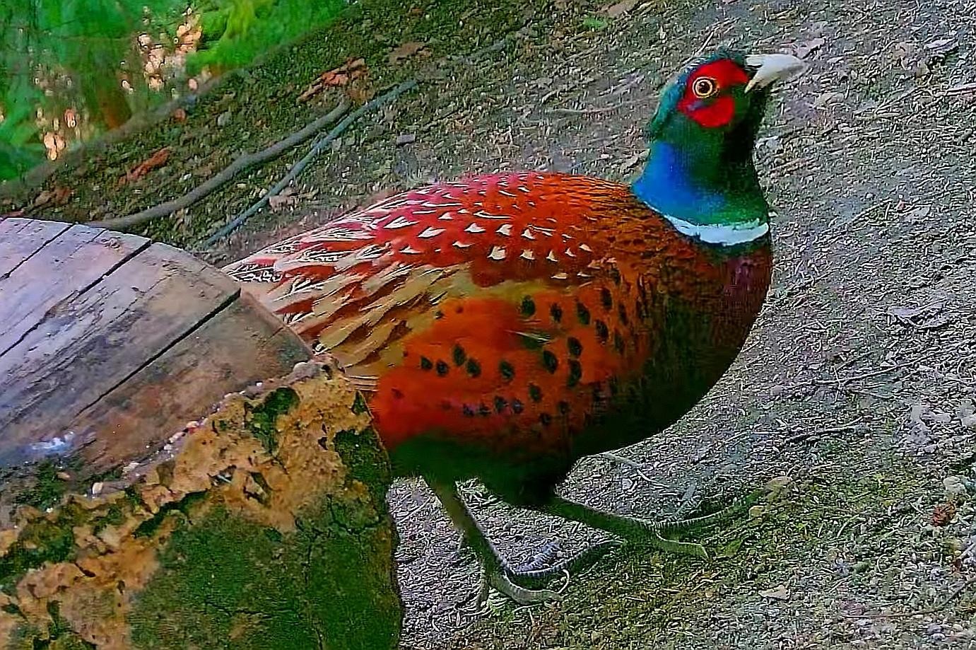 livebirdspoland_38adad100d4371e7152e80cb1d5c2609.jpg