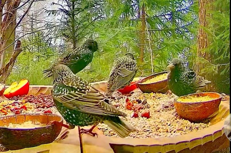 livebirdspoland_1e4920286658e1198910472b44251439.jpg