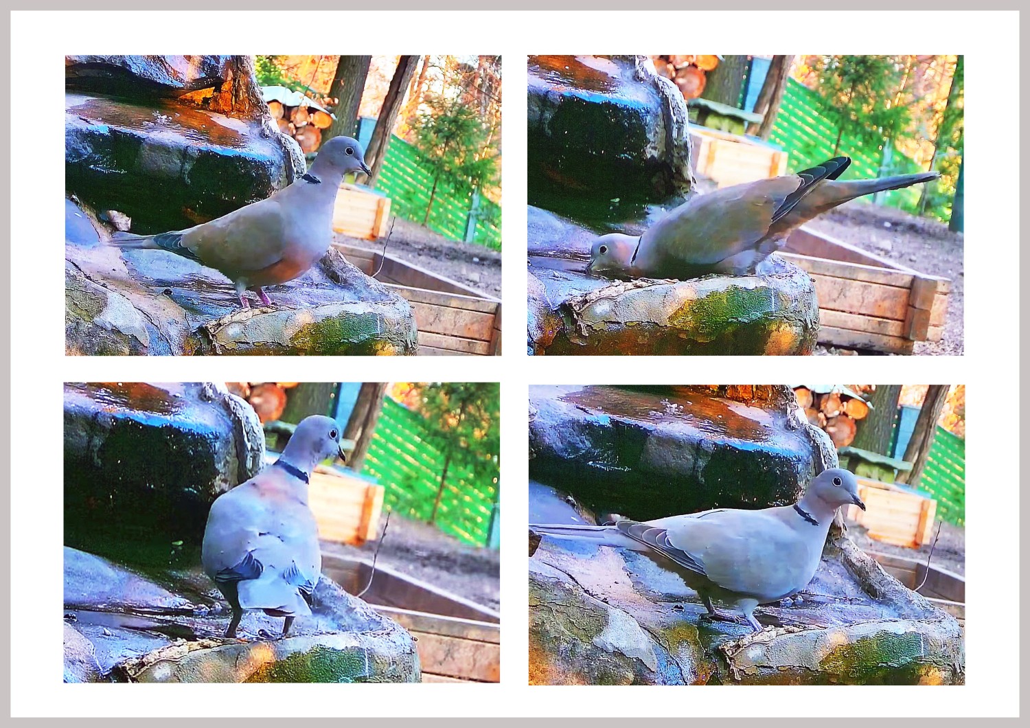 livebirdspoland_276252e8fe9792cff82004fae313c2e5.jpg