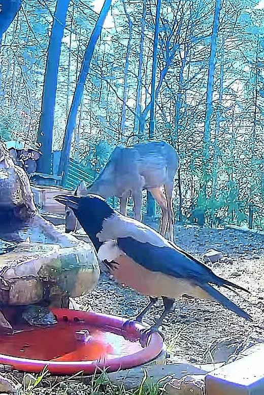 livebirdspoland_7a12f0804f76836ceb973b8983447edc.jpg
